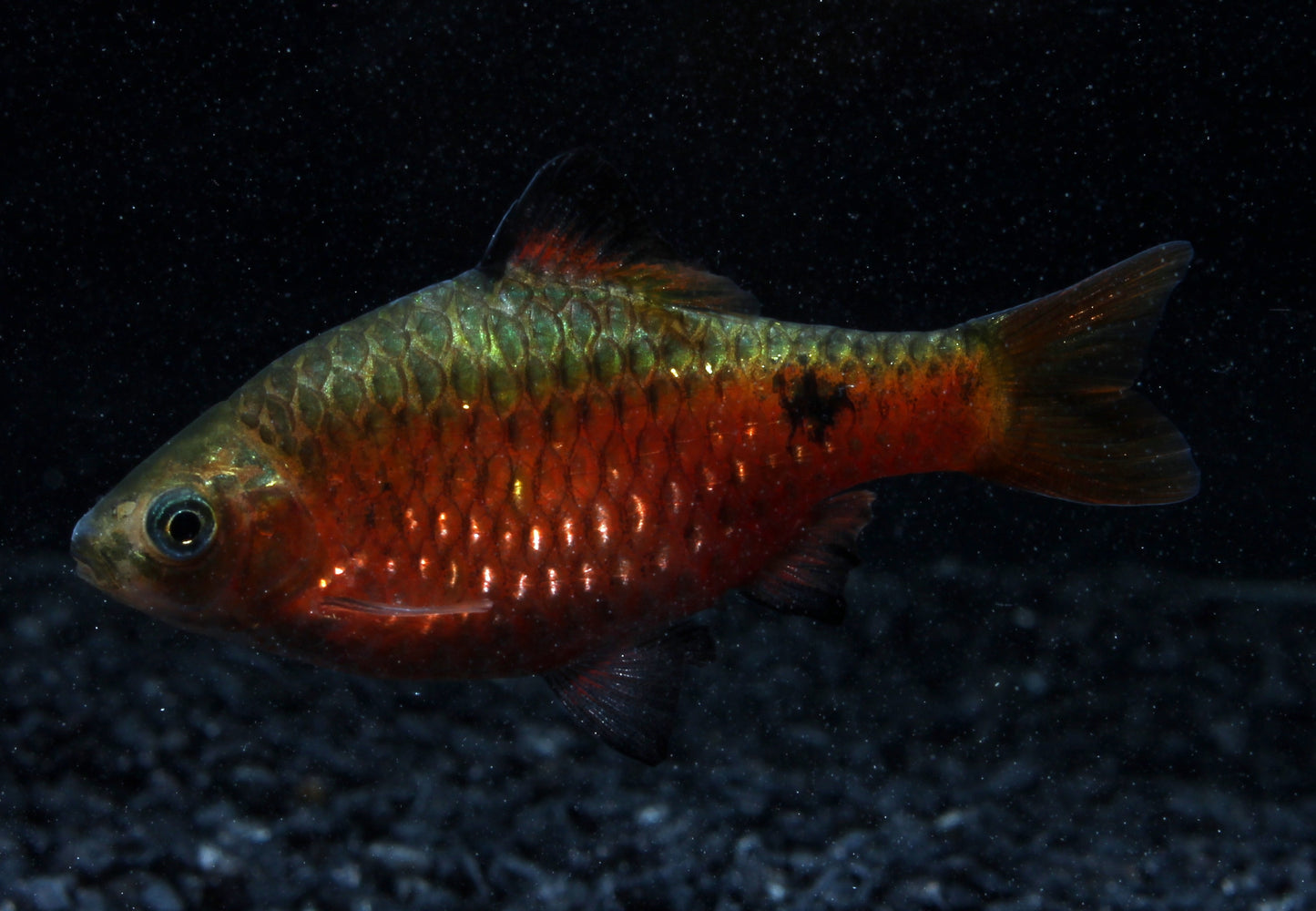 Prachtbarbe gold brillant ENZ ml