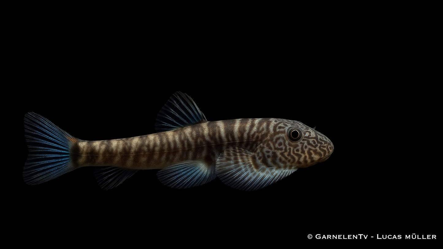 Blue Tail Flossensauger WF 4-5 cm