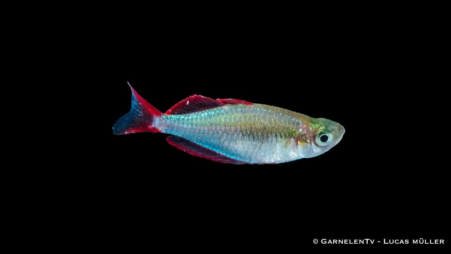 Prachtregenbogenfisch 3-4 cm