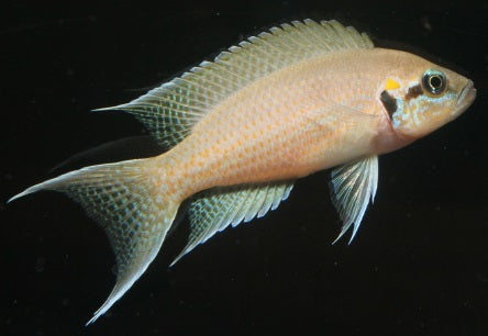 Prinzessin von Burundi ENZ 4 cm