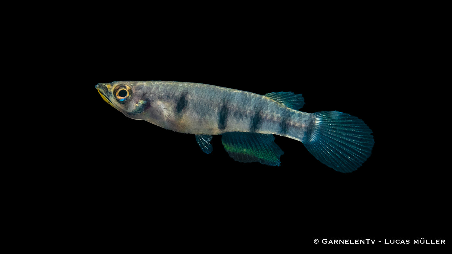 Querbandhechtling EU-NZ ml