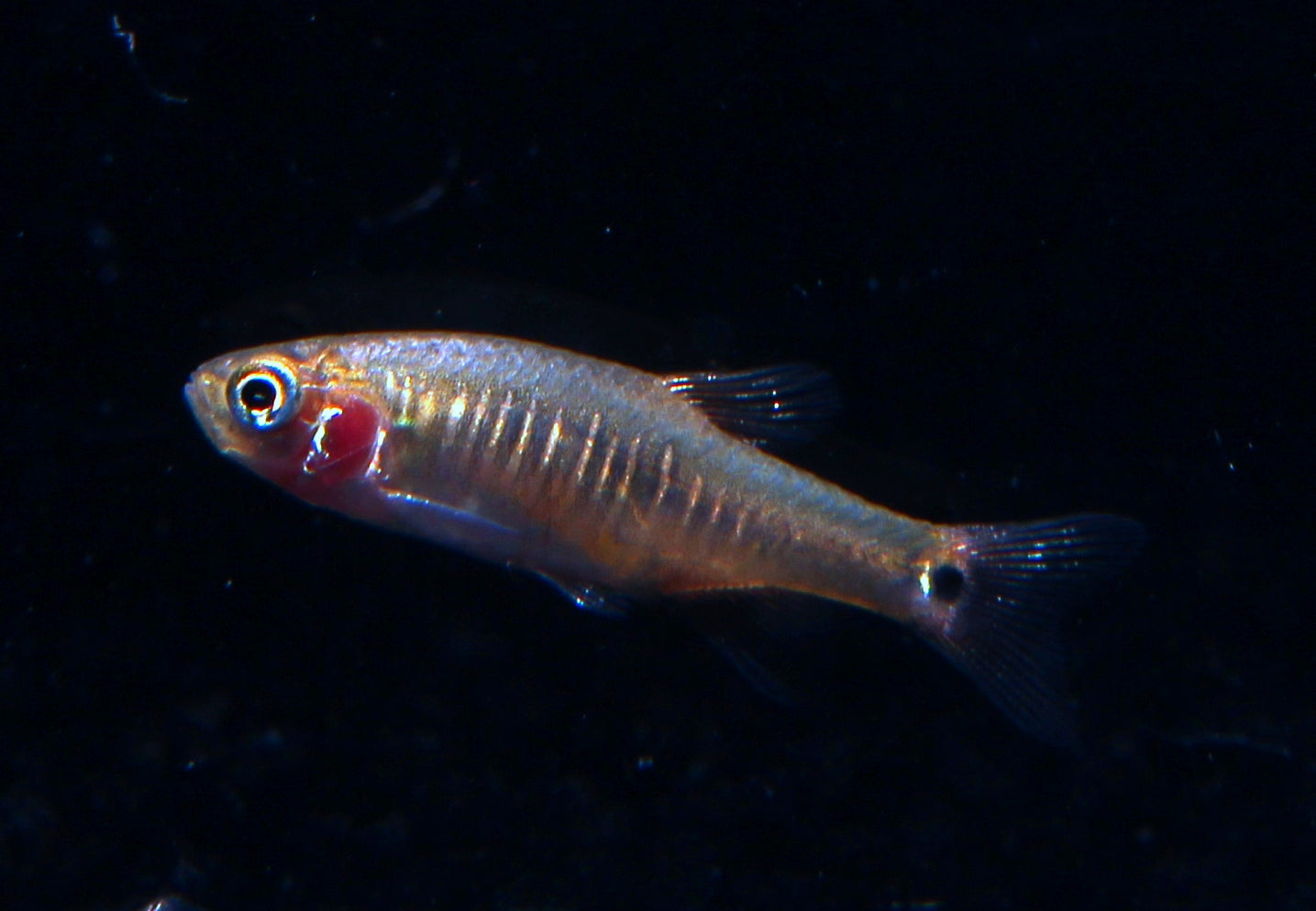 Quergestreifte Zwergrasbora med