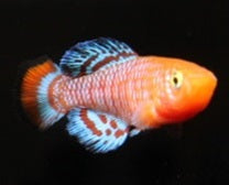 Rachovs Prachtkärpfling Männlich EU-NZ lg