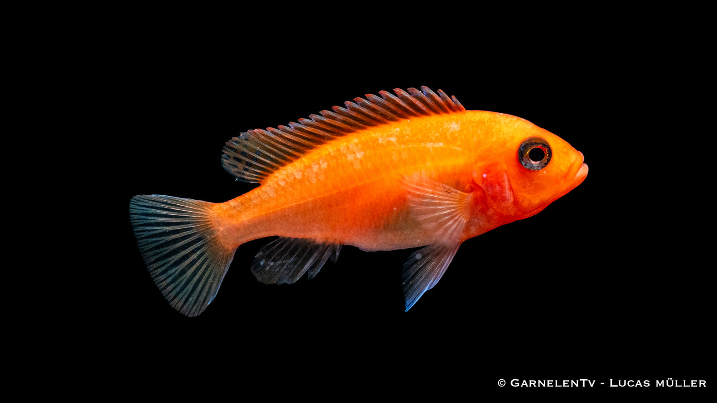 Zebrabuntbarsch rot-rot ENZ 5 cm