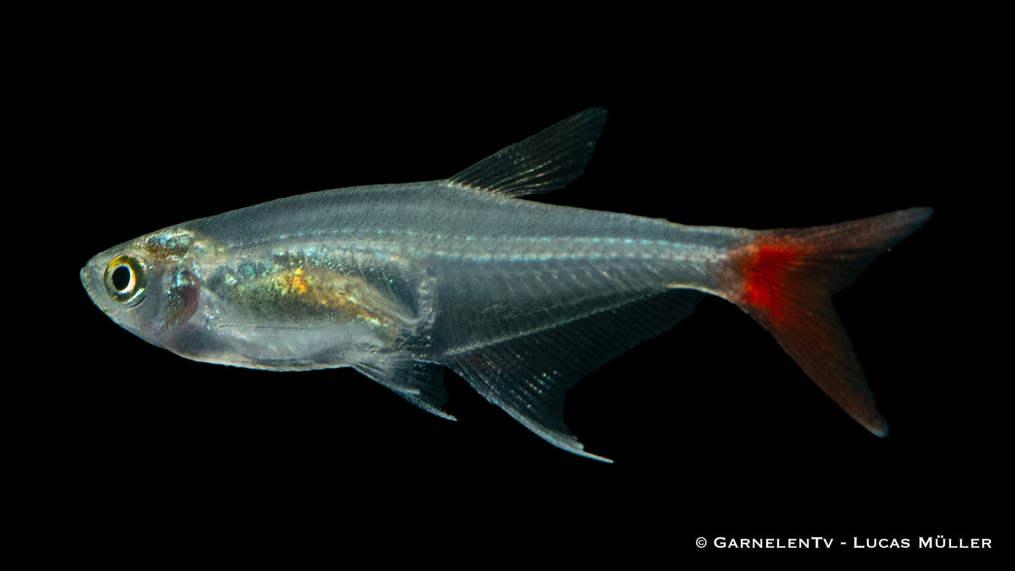 Rotflossenglassalmler med