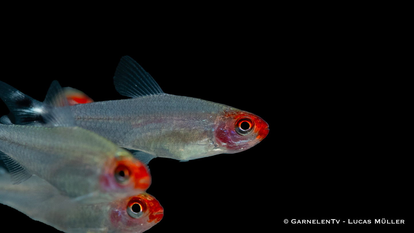 Rotkopfsalmler NZ ml
