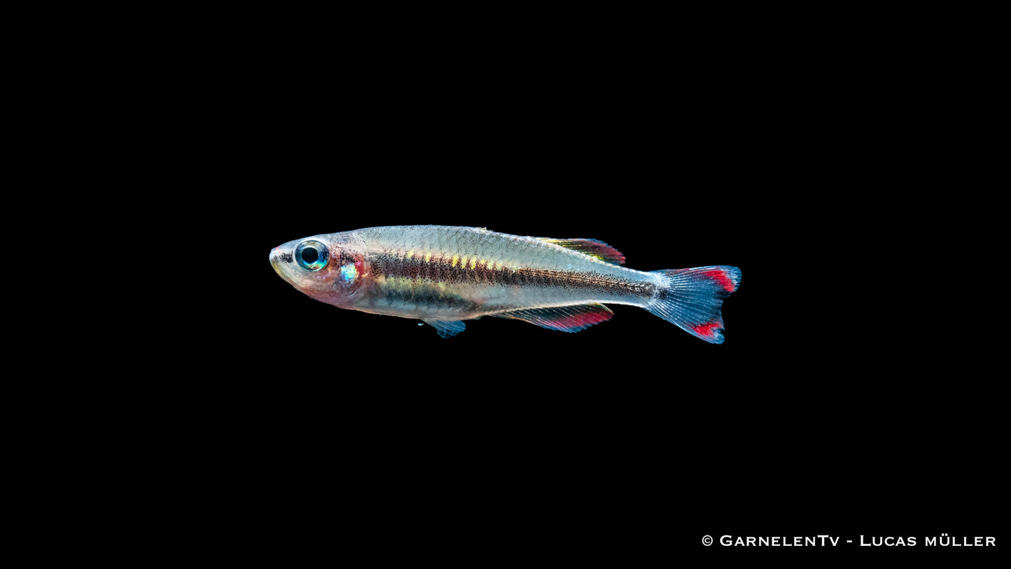 Rotschwanzährenfisch 4 cm