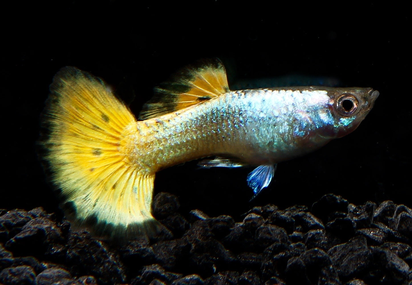 Guppy männlich german yellow SBS lg