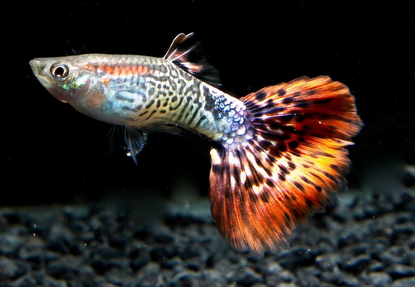 Guppy männlich snakeskin rot SBS lg