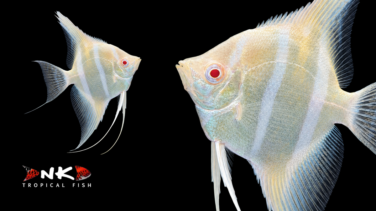 Skalar dantum albino EU-NZ med