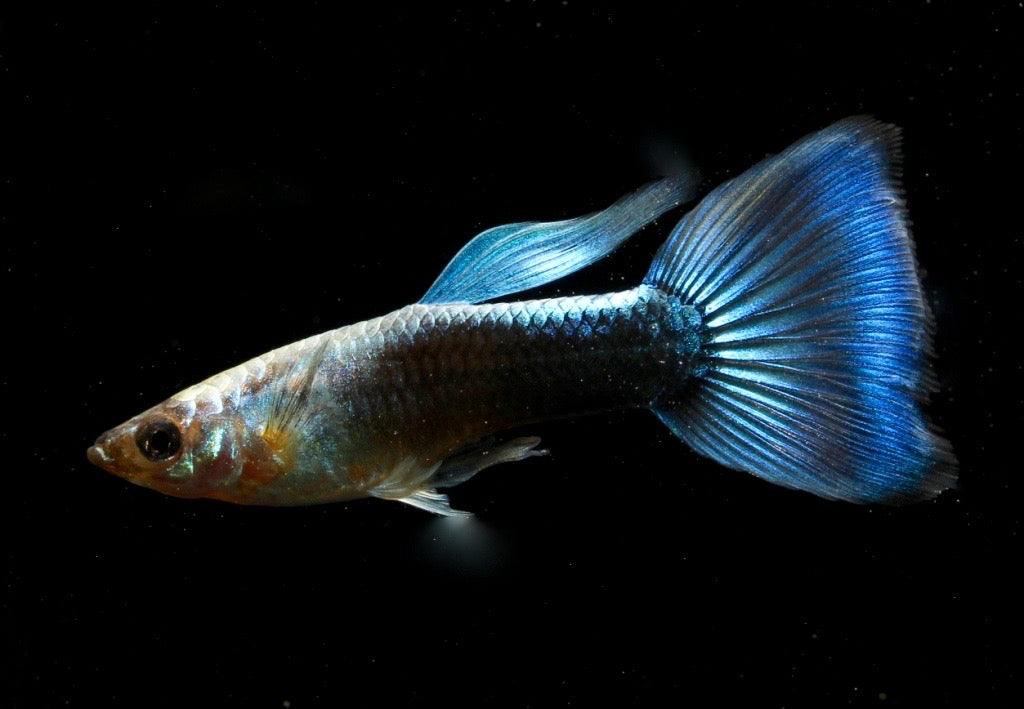 Guppy männlich neon blau lg (Sri Lanka)