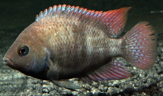 Sajicabuntbarsch DNZ 4 cm