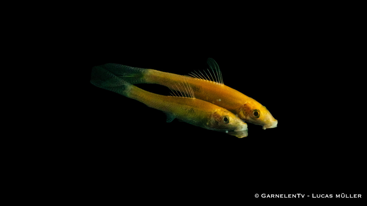 Saugschmerle gold 3-4 cm