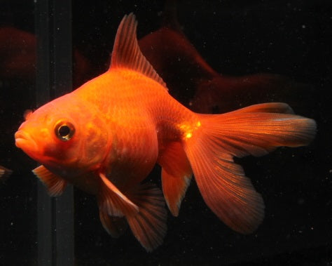 Schleierschwanz 5-6 cm