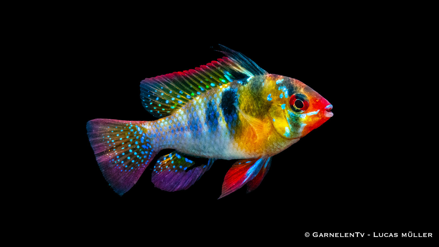 Schmetterlingsbuntbarsch ENZ xl