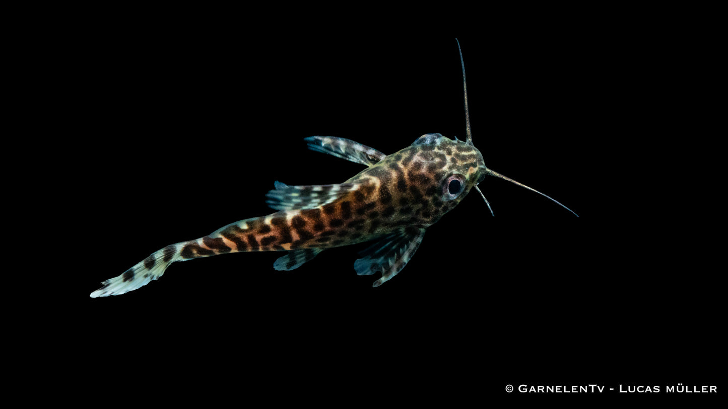 Schmuckflossenfiederbartwels 4 cm