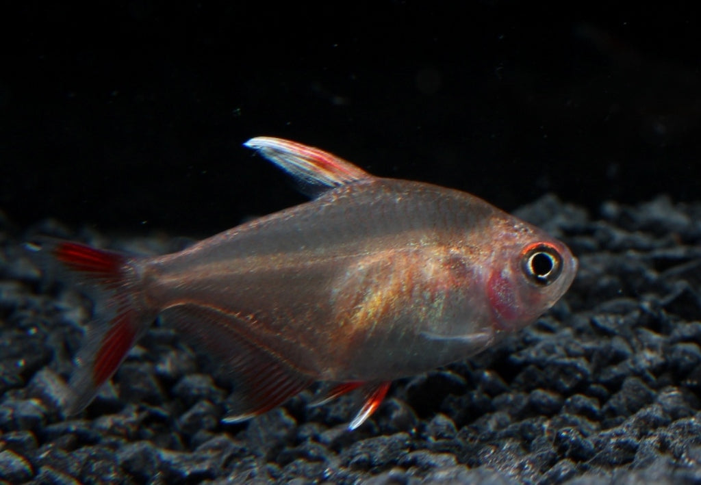 Schmucksalmler "white fin" ENZ lg