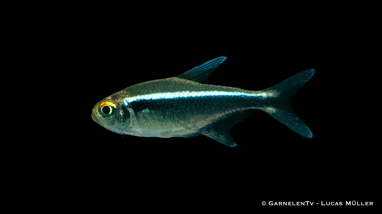 Neon schwarz DNZ lg-xl