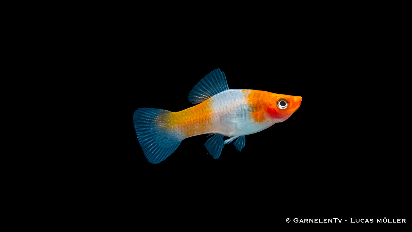 Schwertträger koi kohaku ml (Asien)