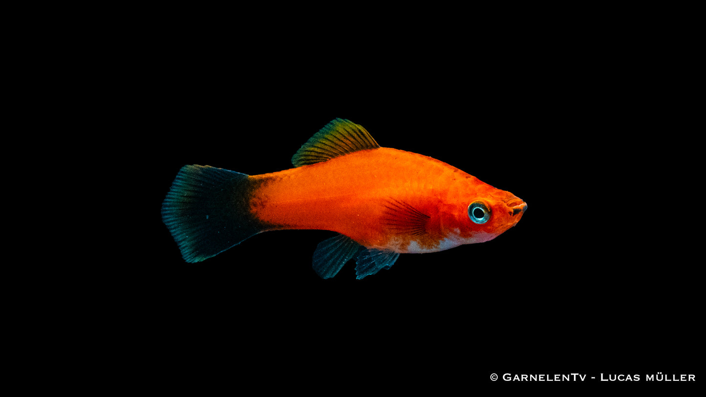 Schwertträger rot-wagtail ml(Asien)