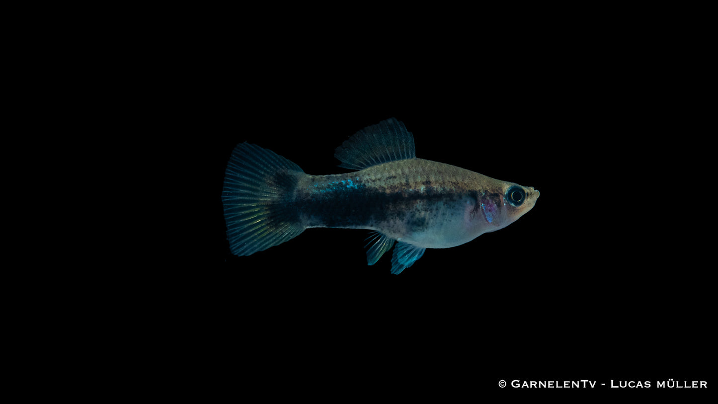 Schwertträger Shiro Utsuri ml (Asien)