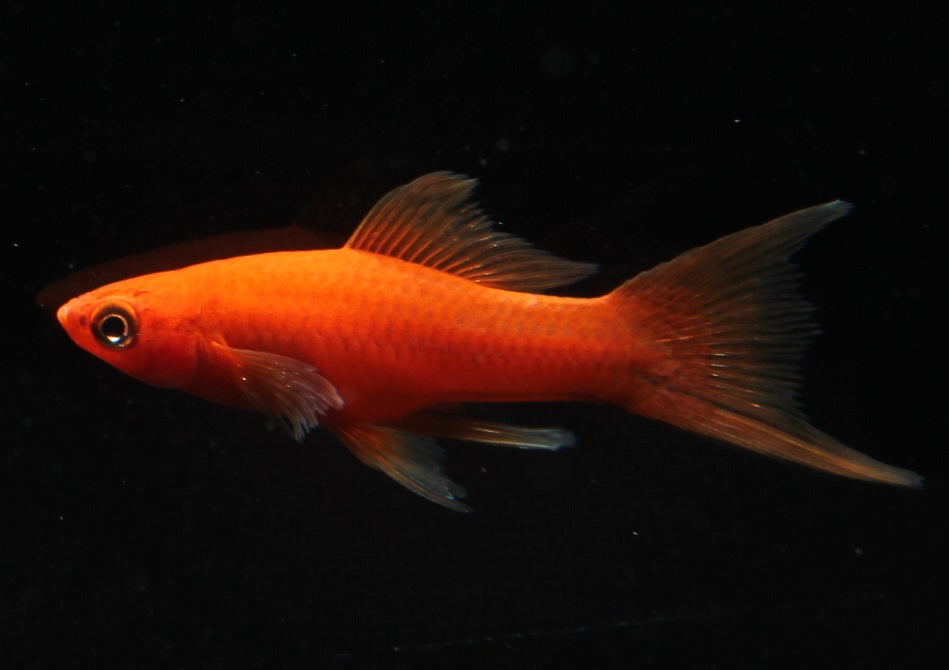 Schwertträger lyra mix ml (Asien)