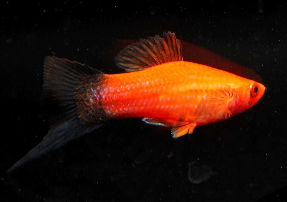 Schwertträger rot-wagtail DNZ med