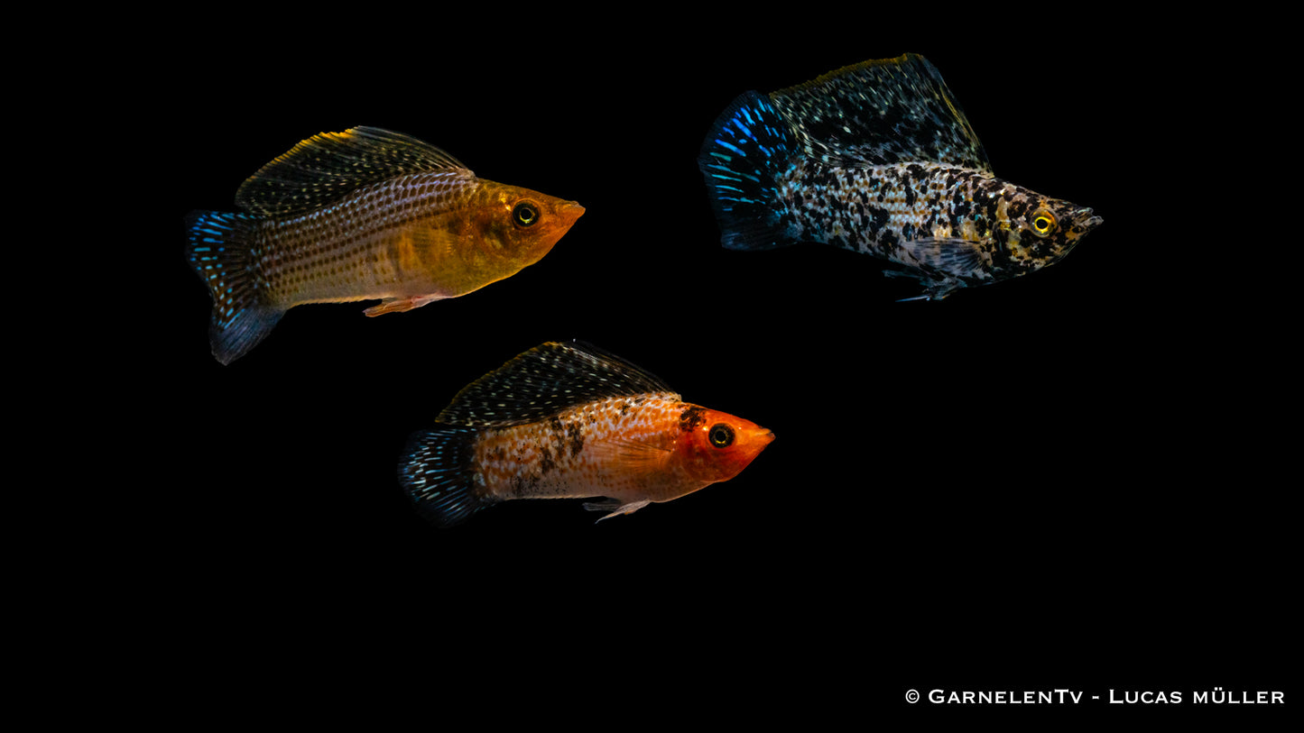 Segelkärpfling mix lg-xl