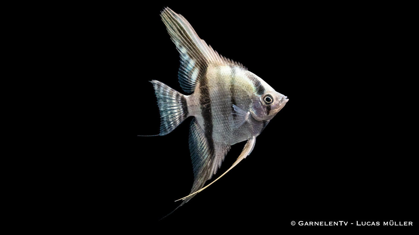 Skalar blue pearl ENZ med