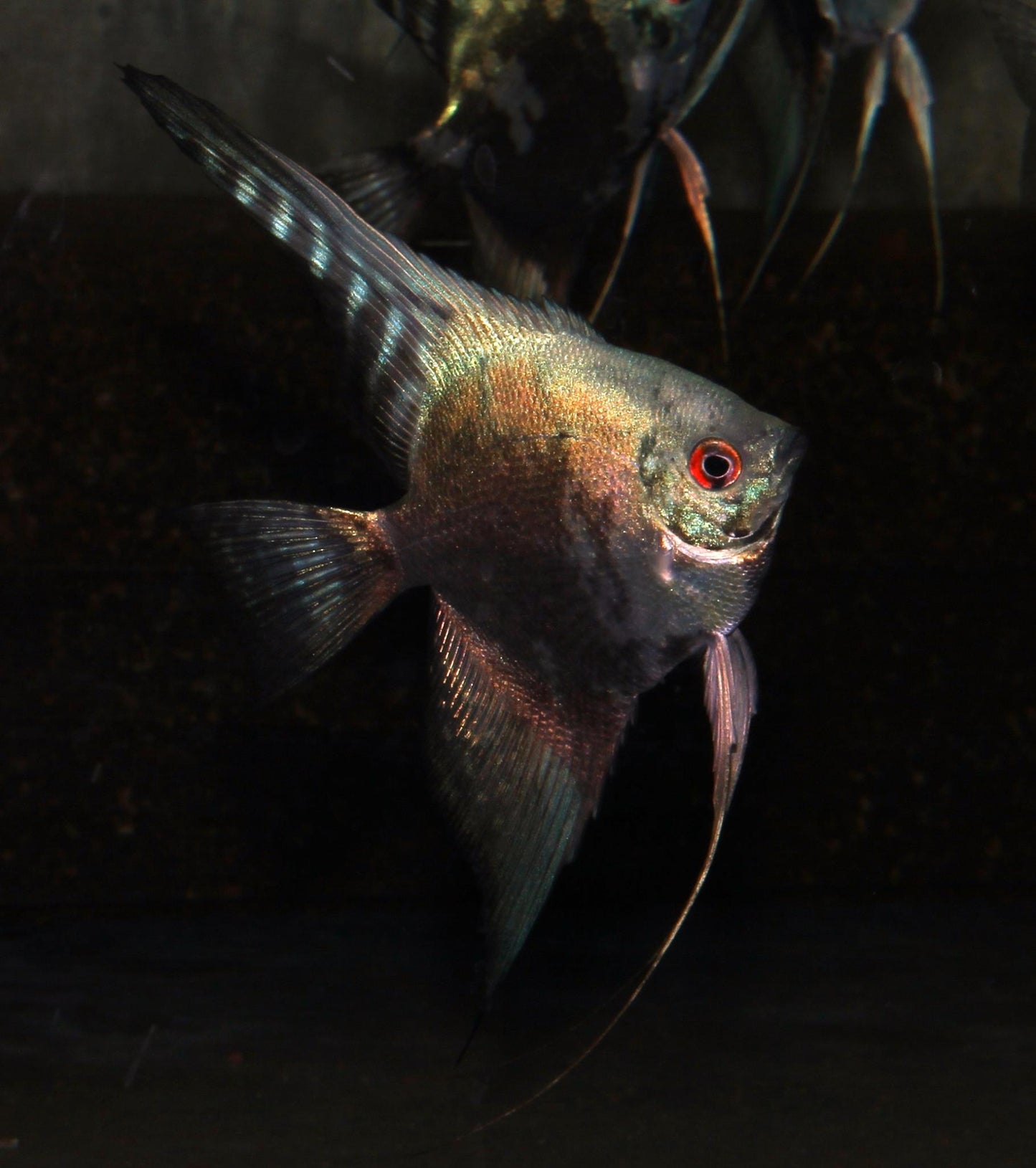 Skalar kobalt-grünspiegel ENZ med