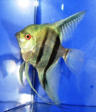 Skalar blue pearl ENZ xl