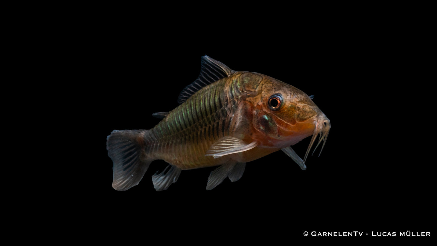 Smaragdpanzerwels WF lg