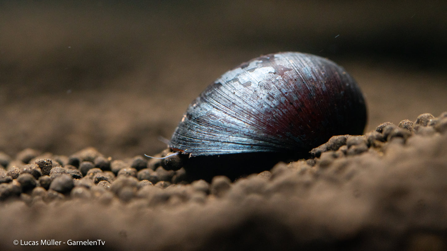 Militärhelmschnecke