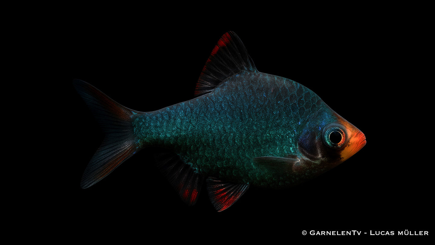 Sumatrabarbe moosgrün ENZ ml