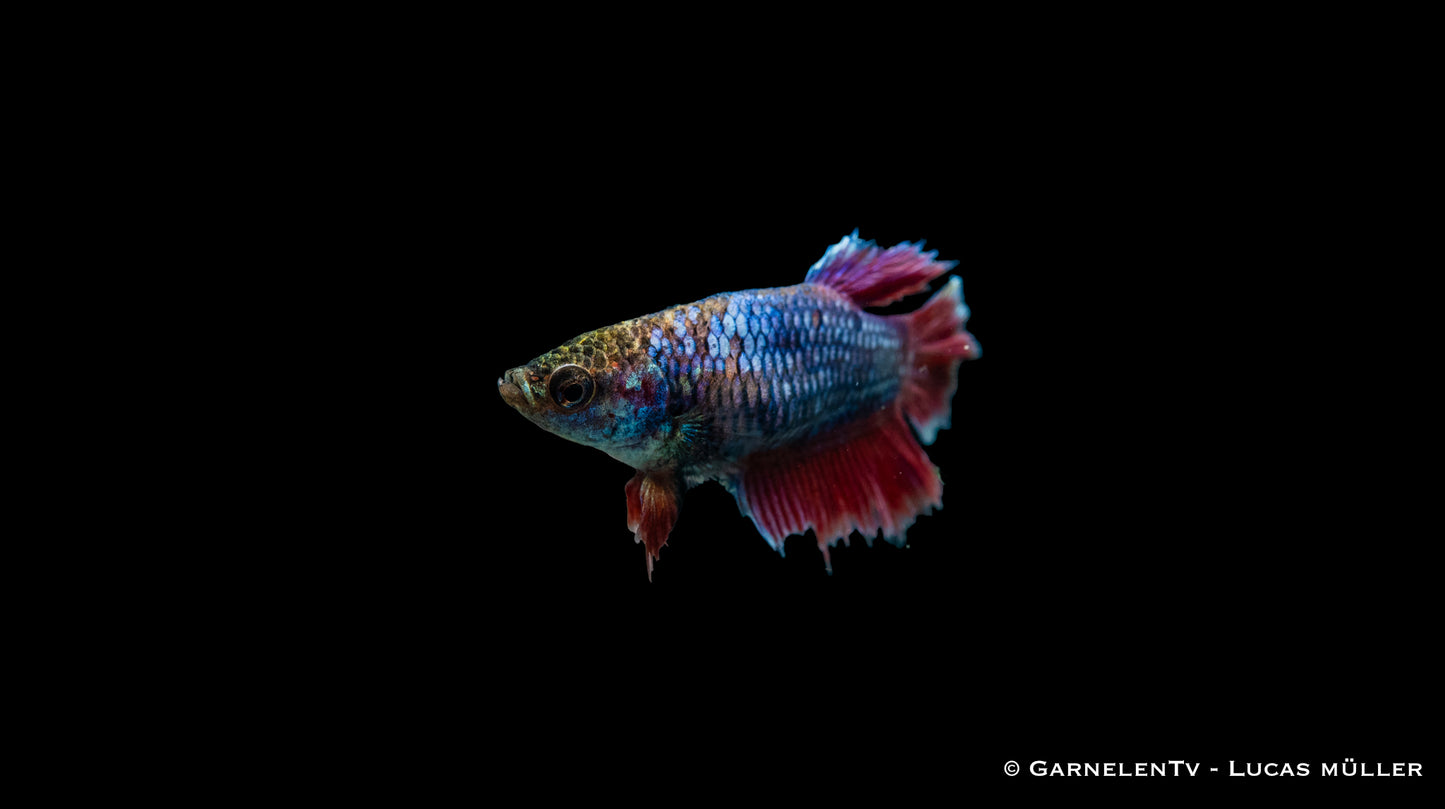 Kampffisch weiblich super delta lg-xl