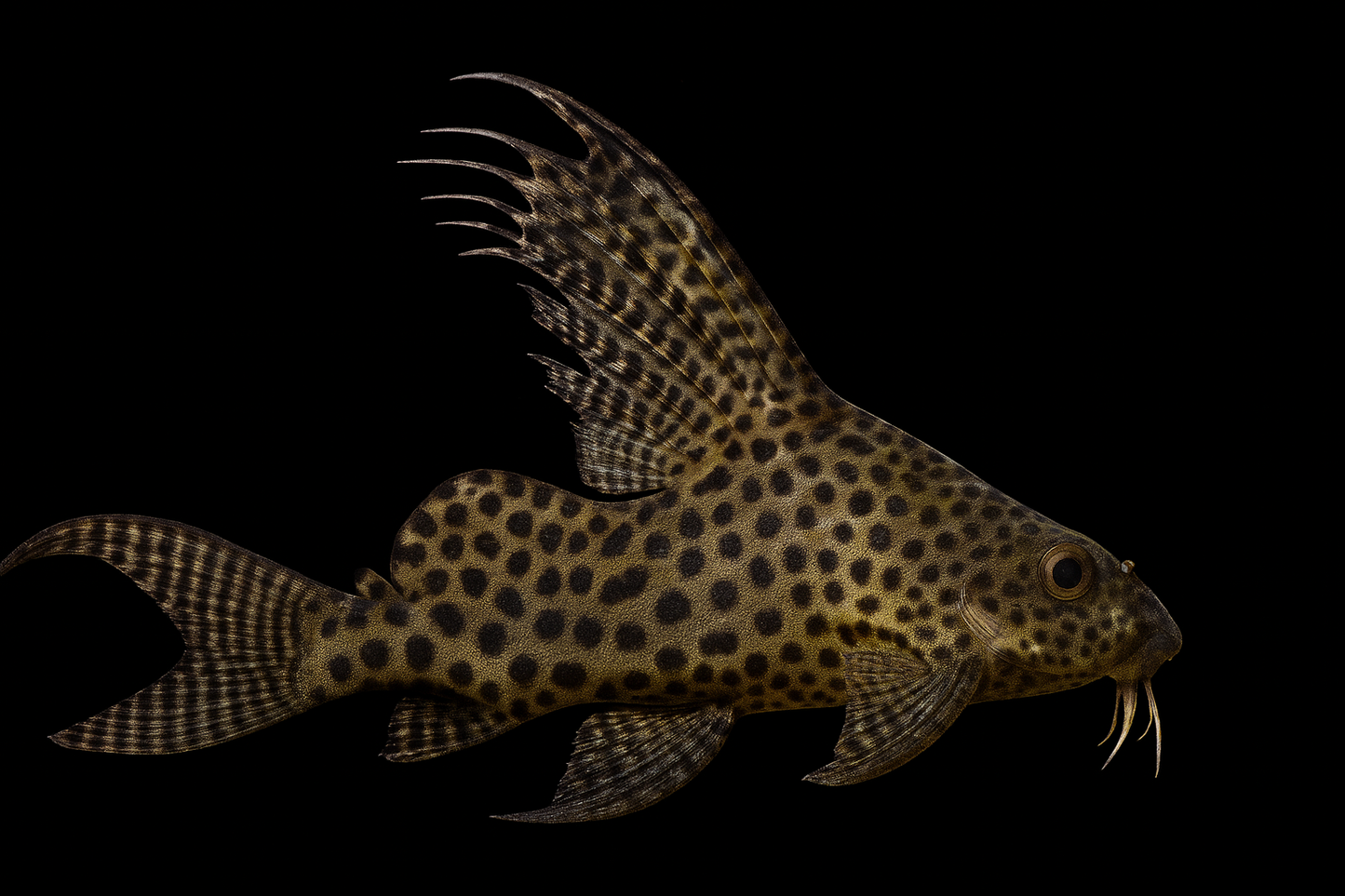 Hochflossen-Fiederbartwels 4-5 cm