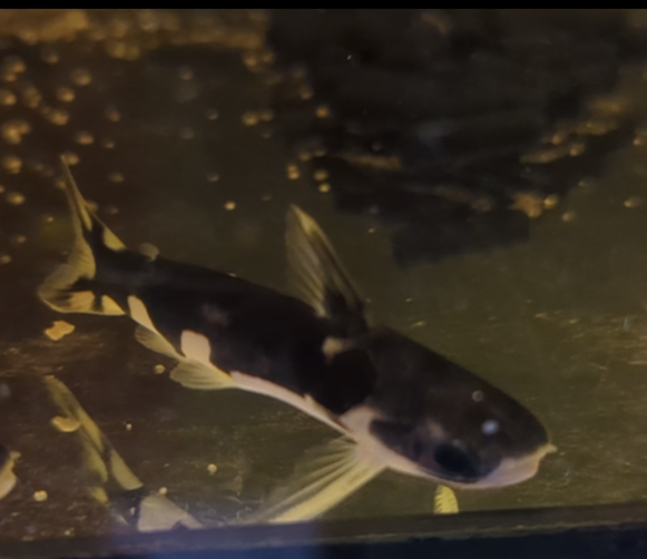 Orca Trugdornwels 4-6 cm WF