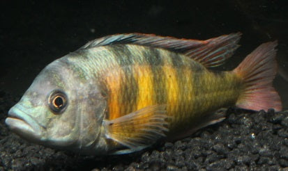 Thick Skin Maulbrüter EU-NZ 4 cm