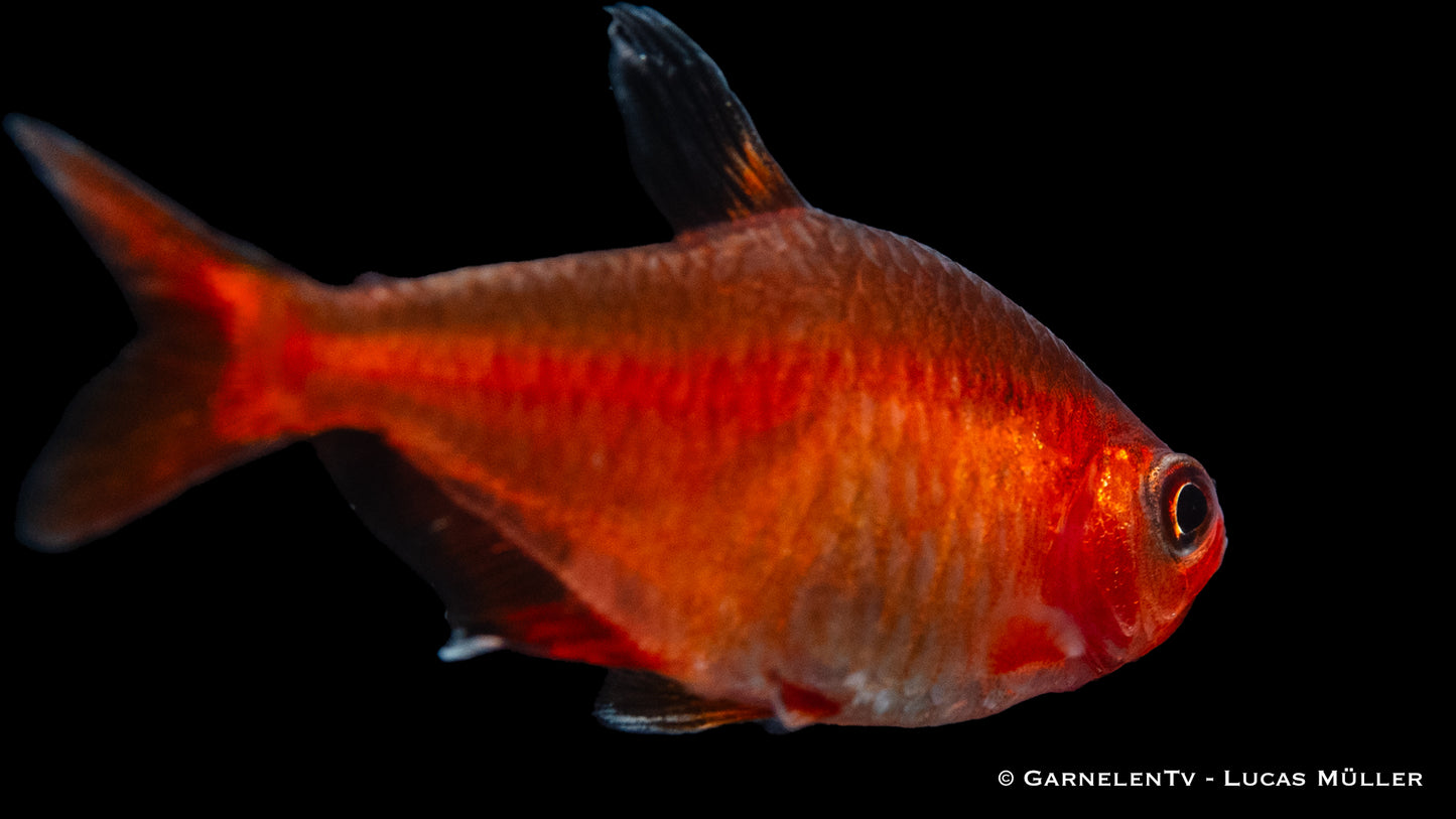 Blutsalmler extra rot ENZ sm