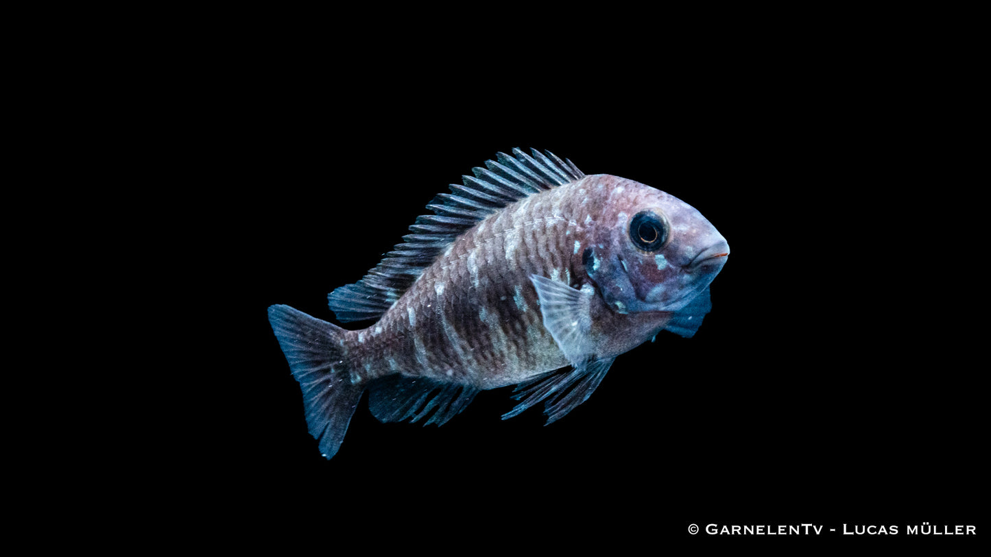 Weißpunktbuntbarsch DNZ 4-5 cm