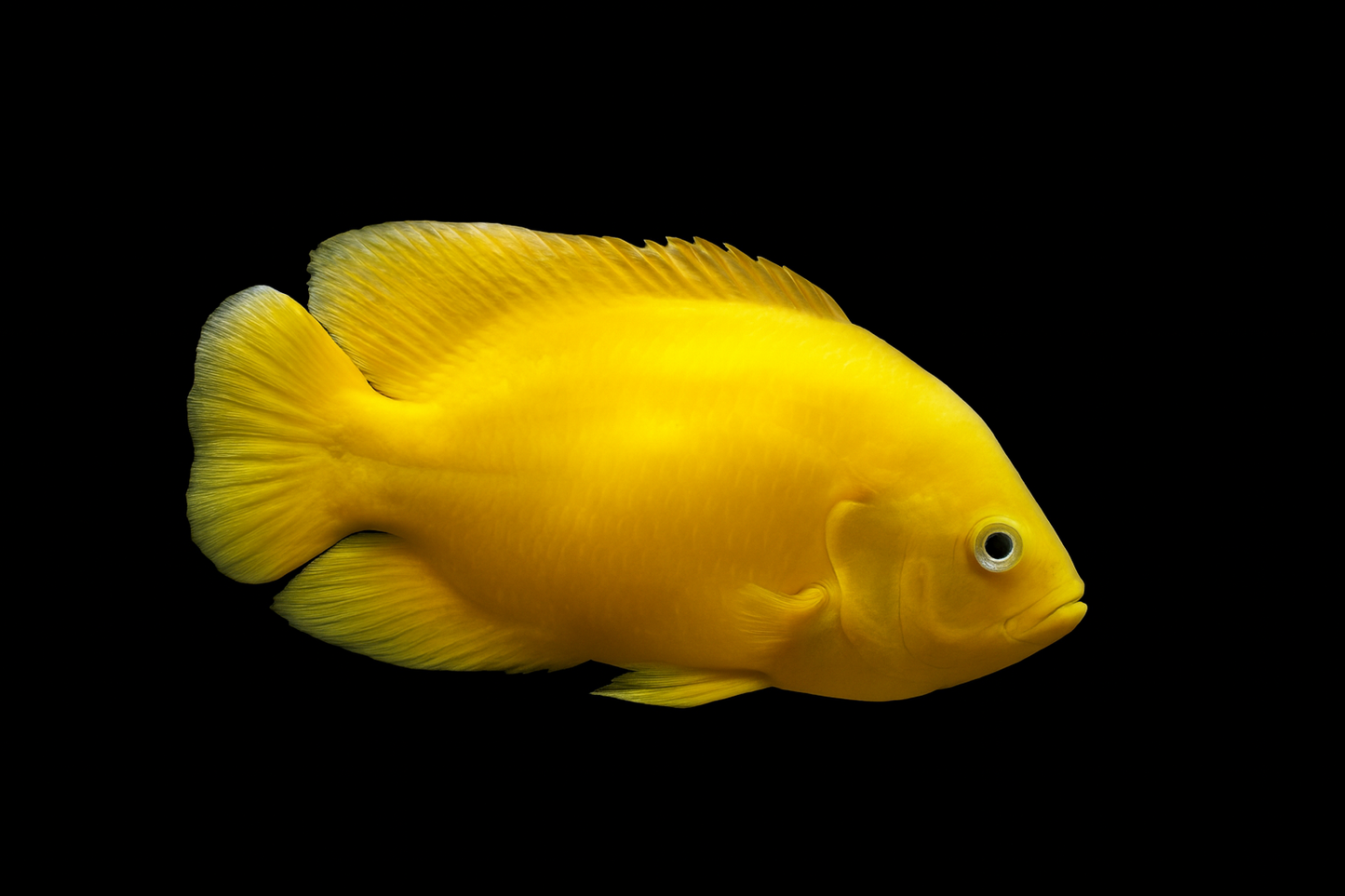 Yellow Chilli Oskar 10-12 cm High Quality