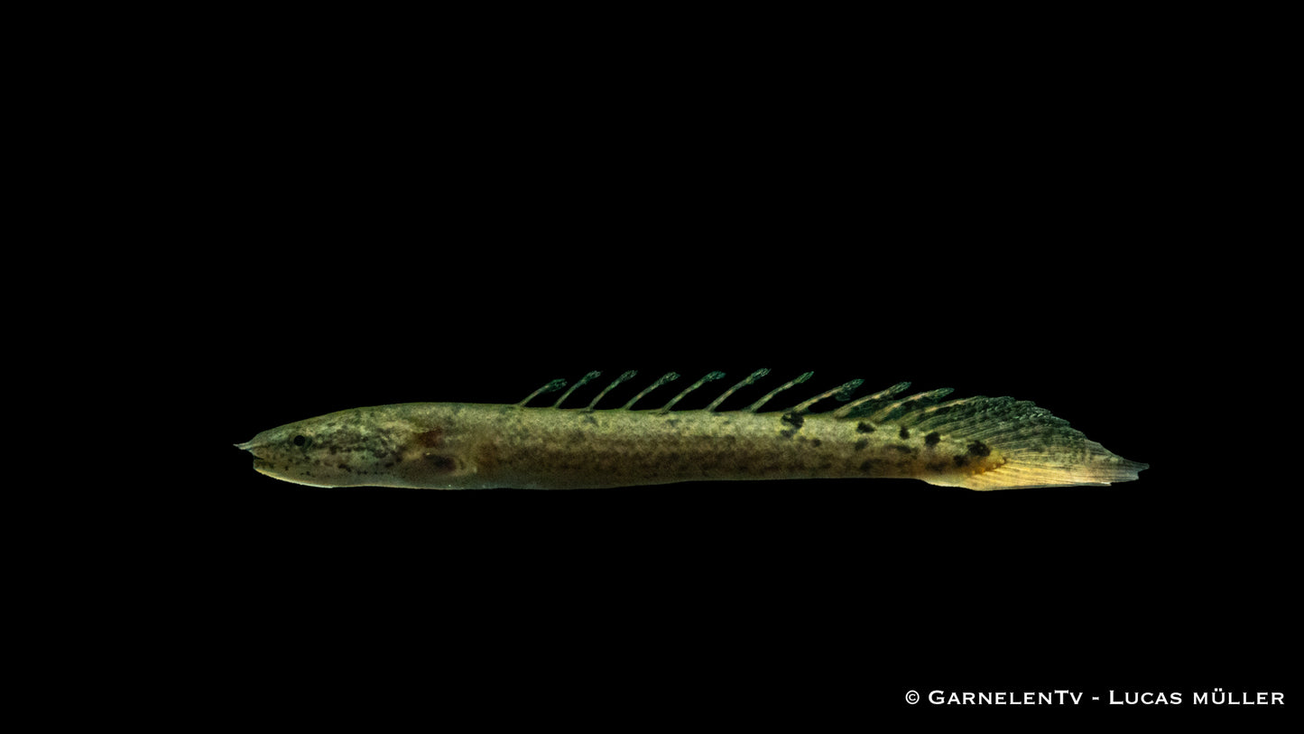 Zaire-Flösselhecht 5 cm