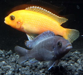 Zebrabuntbarsch blau-rot ENZ 4 cm