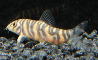 Zebraschmerle WF 4-5 cm
