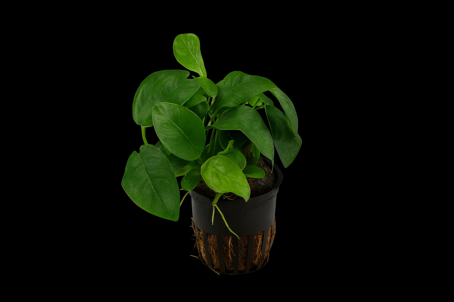 Zwergsperrblatt im Topf