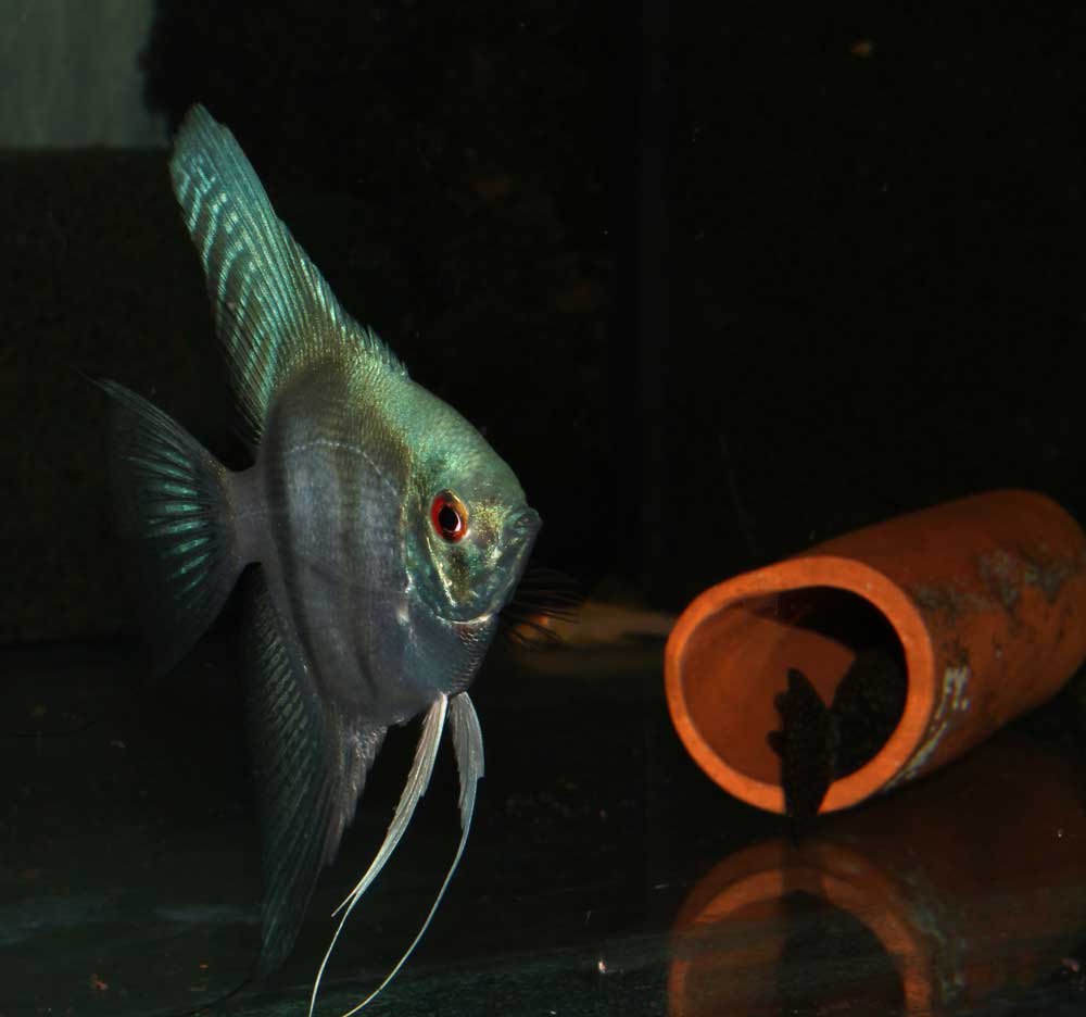 Skalar blue pearl ENZ lg