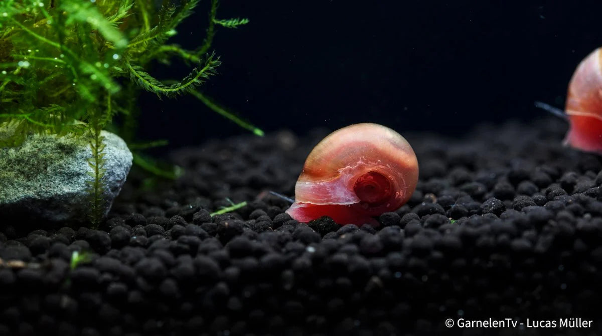 Rote Posthornschnecke ENZ