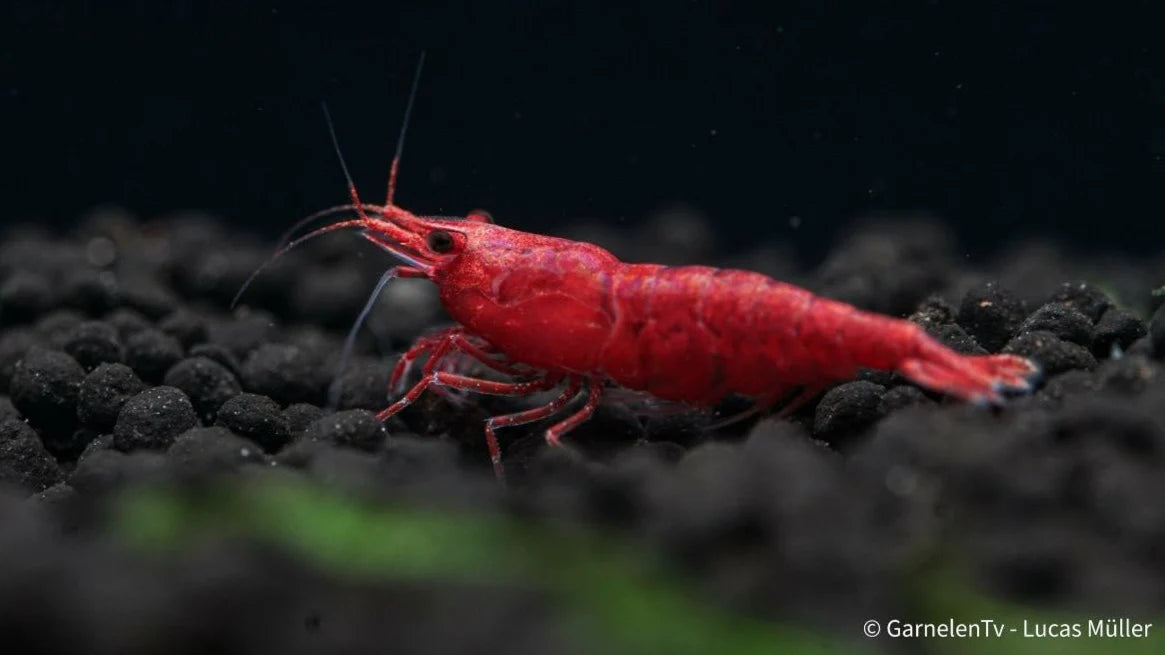 Sakura Garnele rot ml