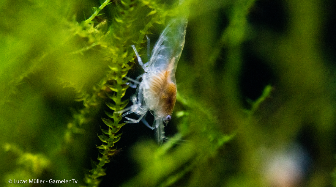 White Pearl Garnele DNZ med