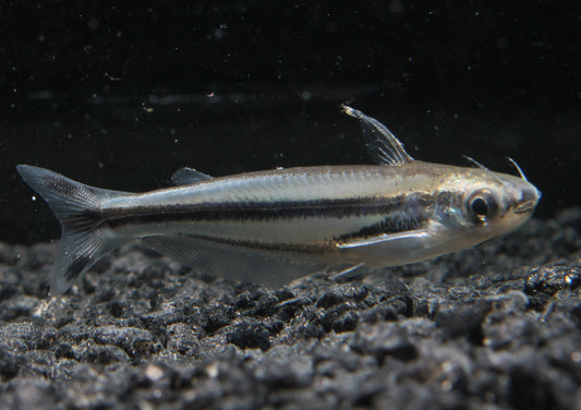 Afrikanischer Glaswels 5 cm